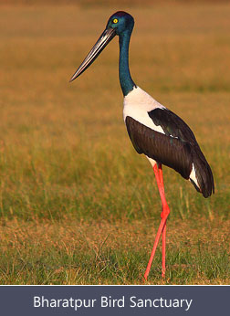 Bharatpur Bird