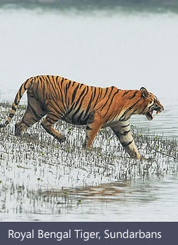 Sundarbans Tiger